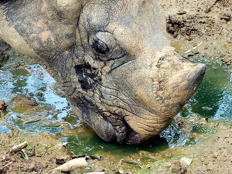 800px-Indian_Rhinoceros_at_Guwahati_Zoo,_India.jpg