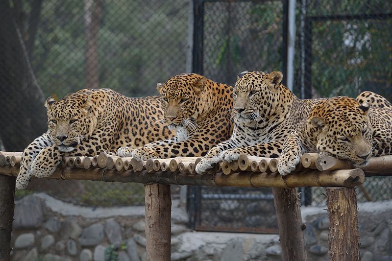 800px-Leopards_resting_at_Chattbir_Zoo.jpg