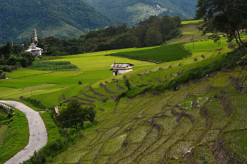 800px-Paddy_fields_at_Ziro,_Arunachal_Pradesh.jpg