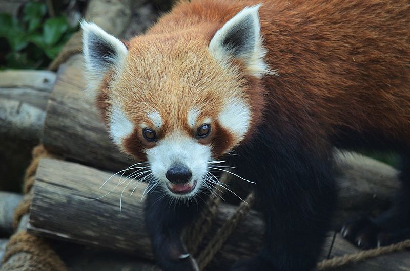 800px-Red_Panda_in_Nainital_Zoo_India.jpg
