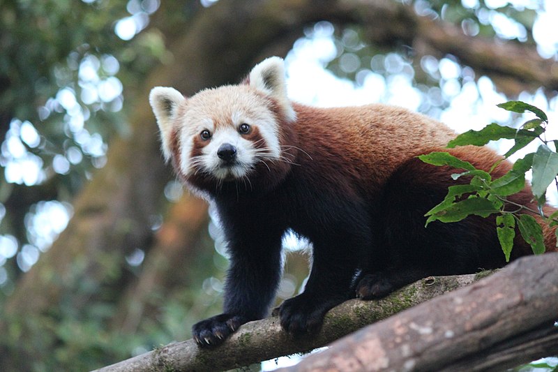 800px-Red_Panda_on_tree_at_Padmaja_Naidu_Himalayan_Zoological_Park,_Darjeeling,_West_Bengal.jpg
