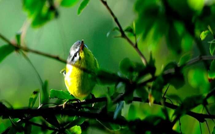 A bird spotted in Chail Wildlife Sanctuary - one of the best places to see in Chail