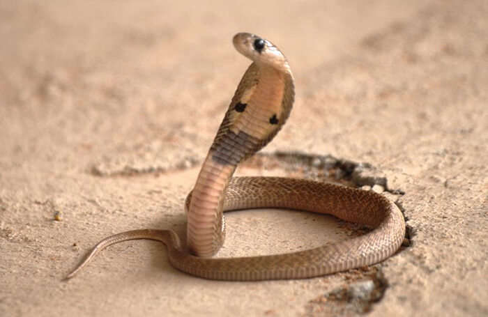 A cobra in Shetpal, a village that worships snakes in Maharashtra