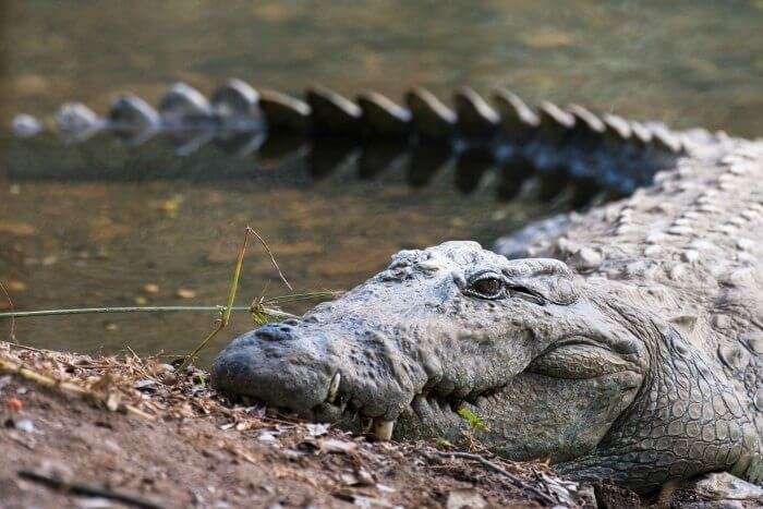 A crocodile sunbathing in Trevor’s Tank Crocodile Park in Mount Abu