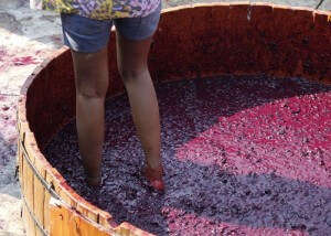 A girl stomping grapes at Sula Vineyards