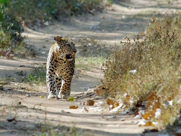 A leopard walks through the Jambughoda wildlife sanctuary