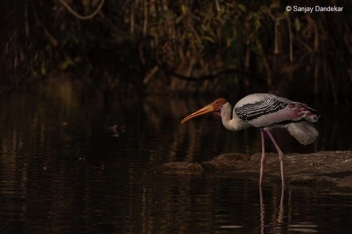 A painted stork on the banks of the water body at the Ranganathittu Bird Sanctuary