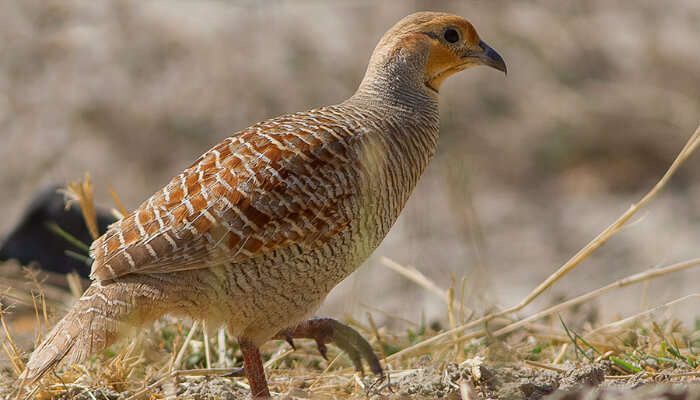 A rare bird specie of Rajasthan