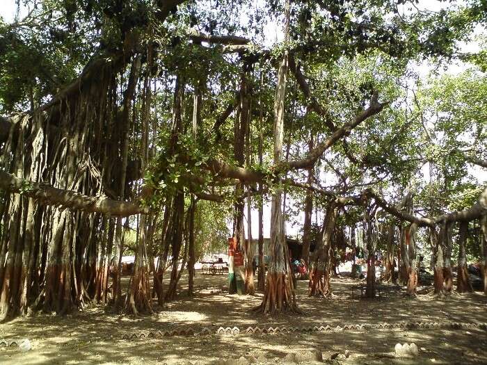 Ancient banyan tree at Kabirwad is a popular tourist attraction
