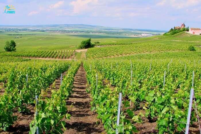 Ardenne vineyard near paris pfrance