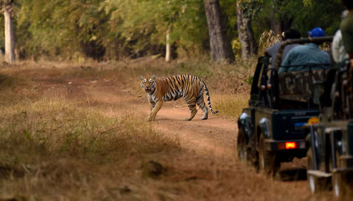 Best Tiger Safari in Ludhiana