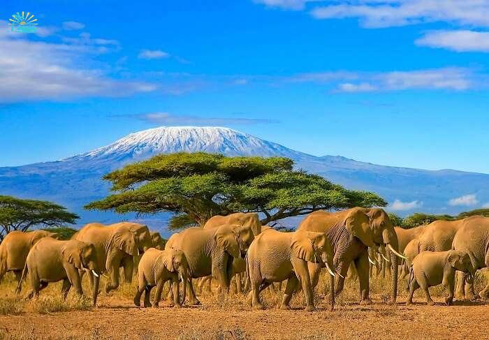 Big five safari in south africa