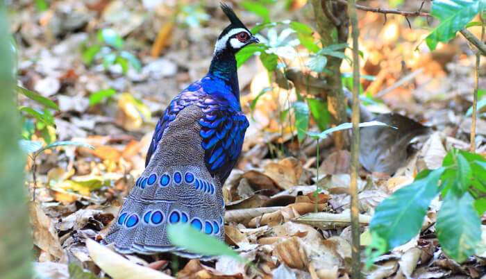 Bird Sanctuary in Meghalaya