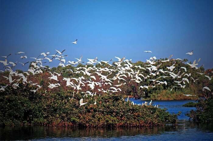 Birds flying over the Kumarakom Bird Sanctuary on the banks of the Vembanad Lake