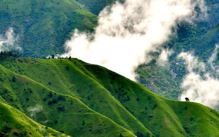 Cloud-kissed hill in Chail