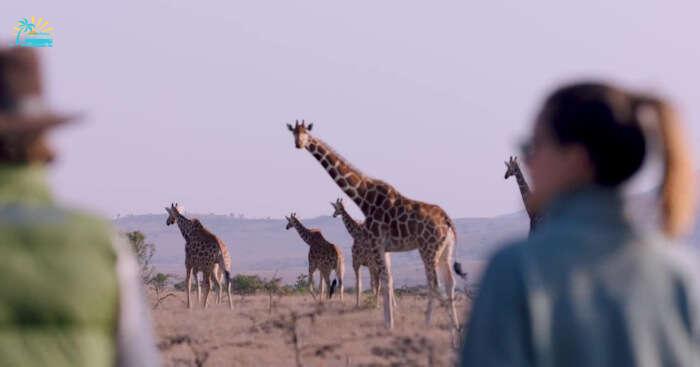 Couple on safari in Kenya