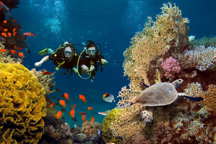 Divers enjoying the view of coral formations and marine life