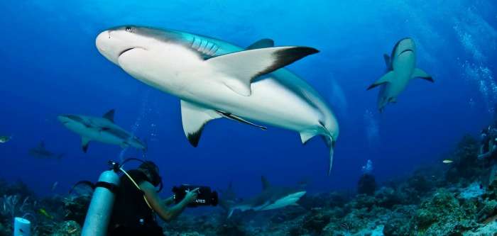 Diving and snorkelling, watching Baby Sharks in Maldives Islands