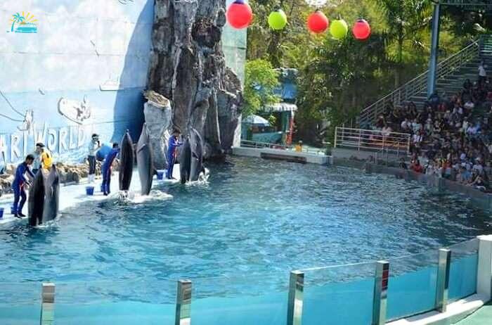 Dolphins show in Bangkok