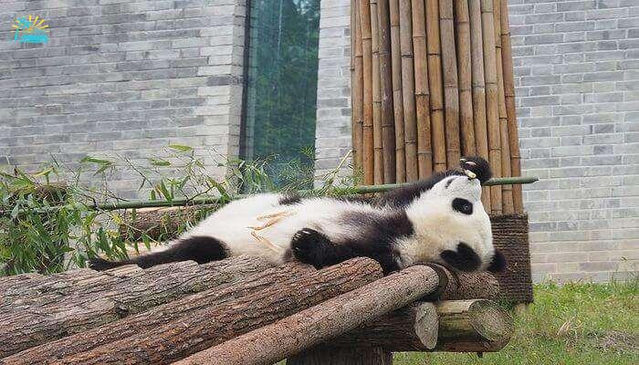 Dujiangyan Panda Center