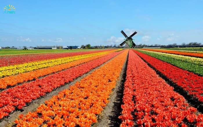 Dutch windmill and colorful tulips flowers in Holland