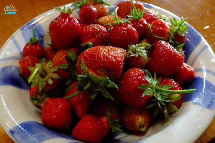 Eat the best strawberries in the world