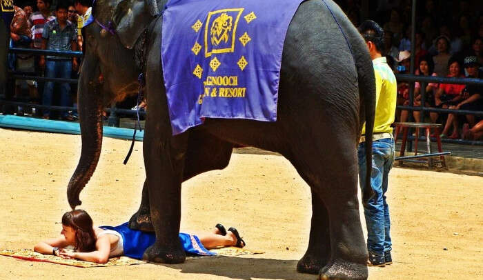 Elephant Show in Bangkok