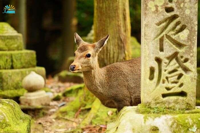 Exotic Wildlife of Japan