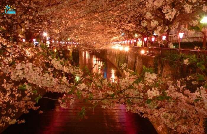 Get a great view of the Sakura at night