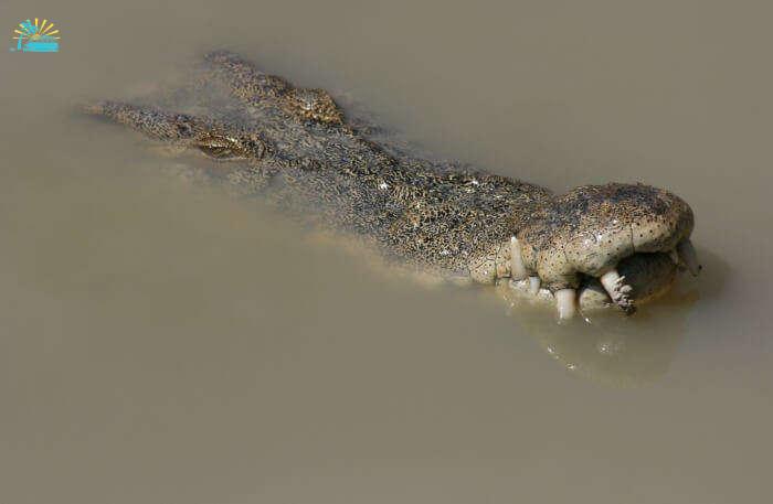 Crocodile in sand