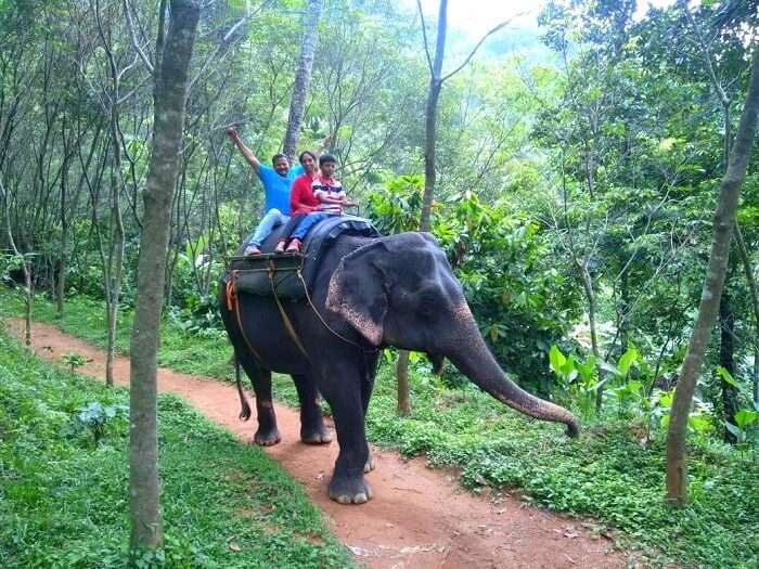 Eravikulam National Park elephant ride