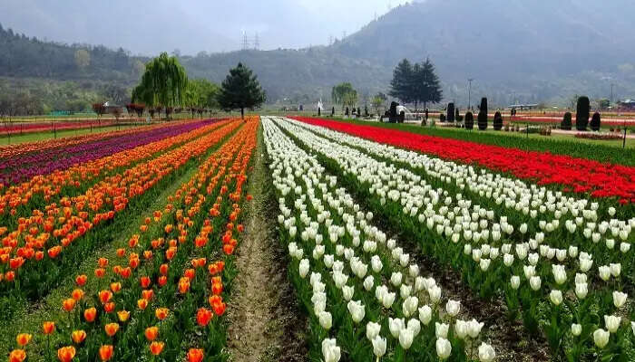 Visit the Indra Mandir Tulip Garden in Srinagar