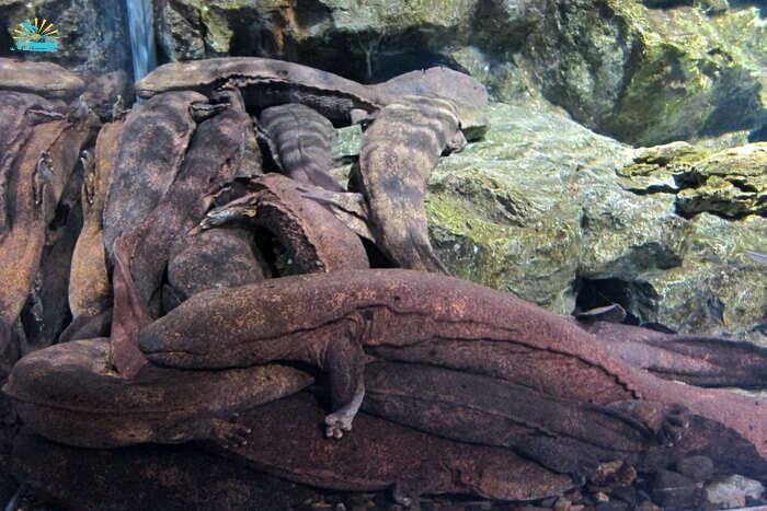 Japanese Giant Salamanders
