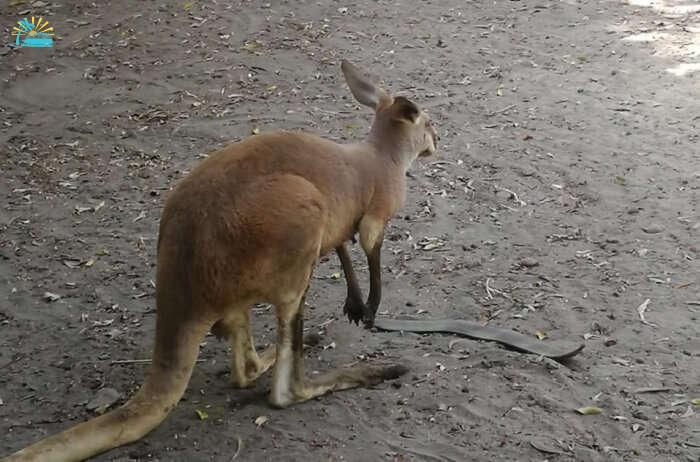 Kangaroo View
