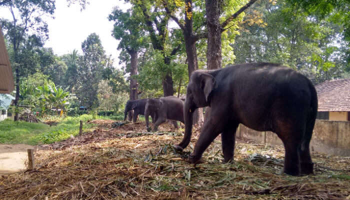 Kodanad Elephant Training Centre, Kerala