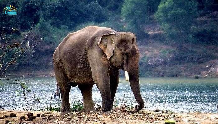 Koundinya Wildlife Sanctuary And Rayala Elephant Reserve