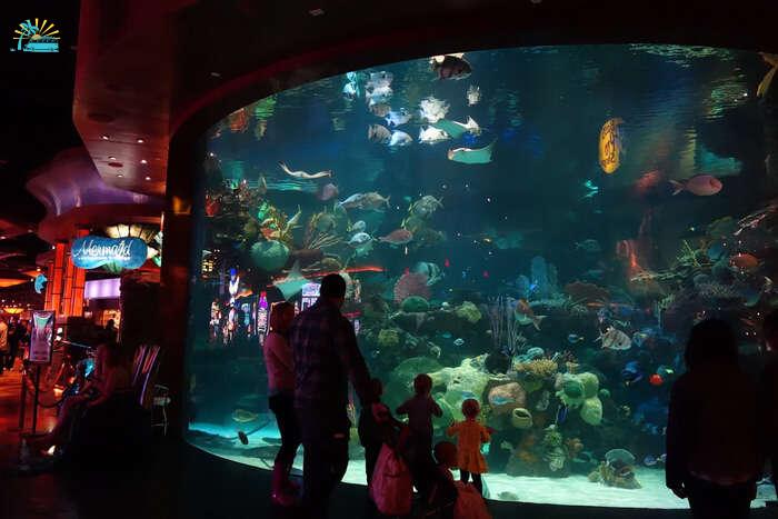 Large Aquarium