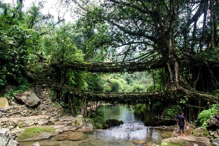 A view of Double-decker Living Root Bridge in Cherrapunji