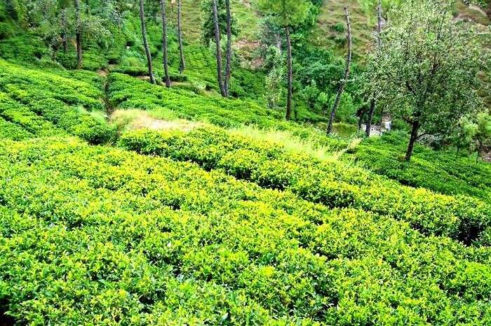 Lush green tea estates