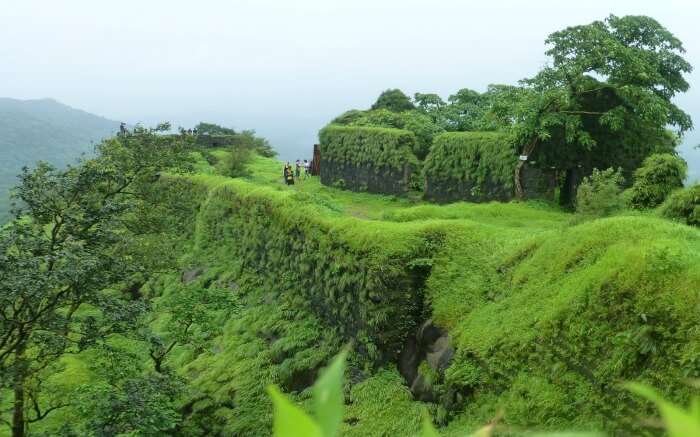 Lush greenery in Karnala - a popular destination for camping near Mumbai
