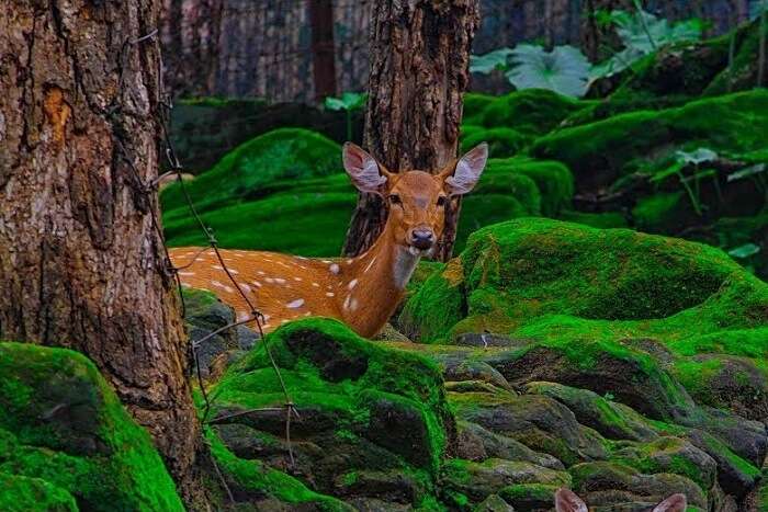 spot deer at Malsi Deer Park