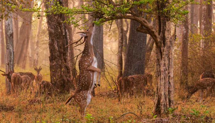 A deer at Nagarhole National Park, Coorg