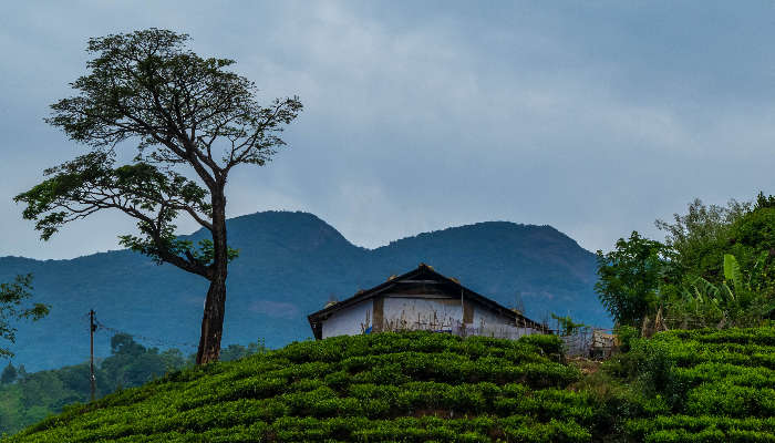 Neelimala View Point is a must-visit place in Wayanad that offers exciting and delightful views.