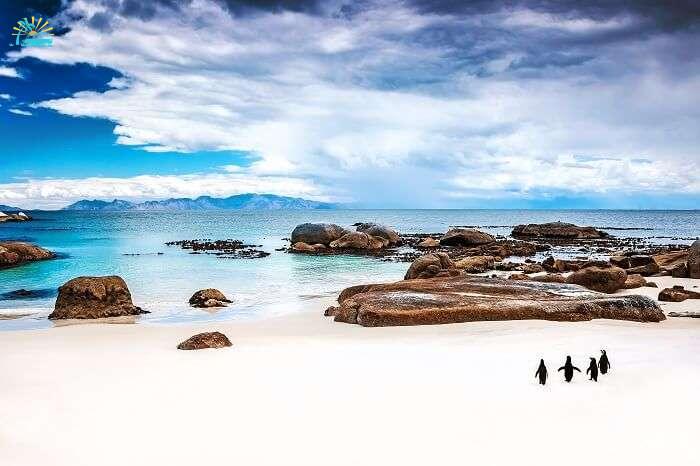 Penguins on the beautiful Boulders Beach