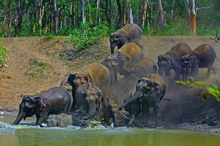 spot tigers and elephants at Rajaji National Park