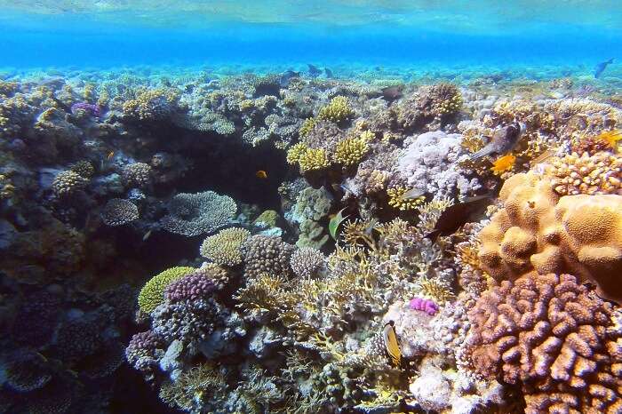 Ras Muhammad National Park coral reefs