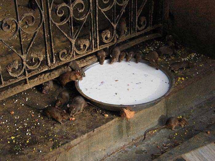 Rats roaming around the Karni Mata Temple at Deshnok