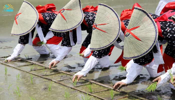 Rice Planting Festival