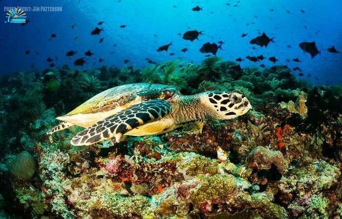 Sea turtle swimming in the colorful underwaters at the Bunaken Sea Park
