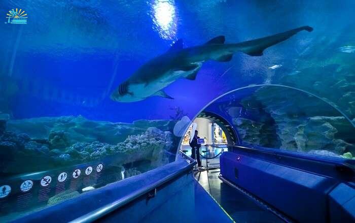 Sharks floating in the overhead aquarium of Aquaria KLCC – one of the best places to visit in Kuala Lumpur